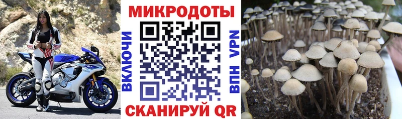 Галлюциногенные грибы Magic Shrooms  KRAKEN маркетплейс  Галич  где купить наркоту 